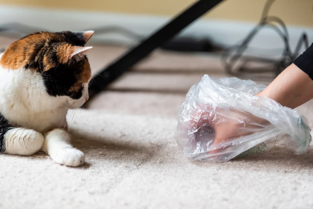 Cat parent picking up cat poop from carpet