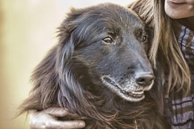 Dog Joint Pain: 4 Ways to Provide Relief