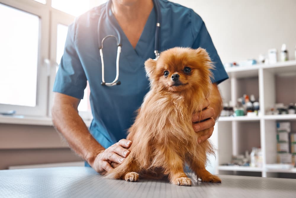 small dog at veterinarian