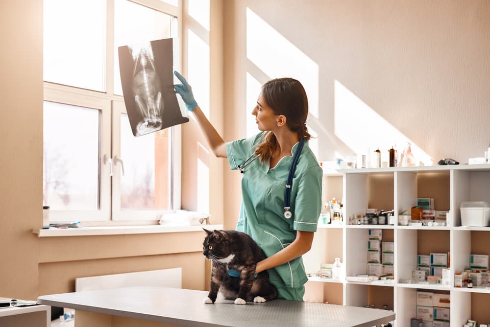 Veterinarian looking at an X-ray of a cat patient