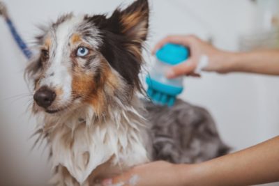 Can Dogs Get Dandruff?