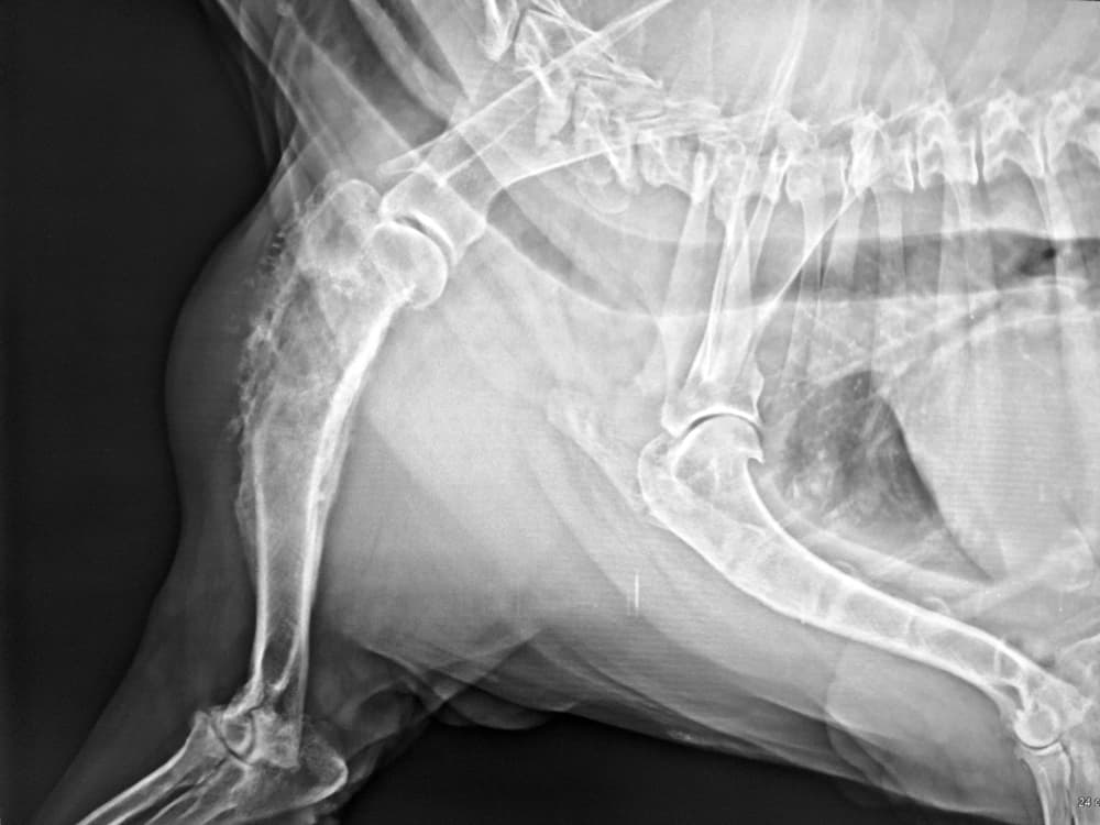 Dog x-ray showing bone cancer