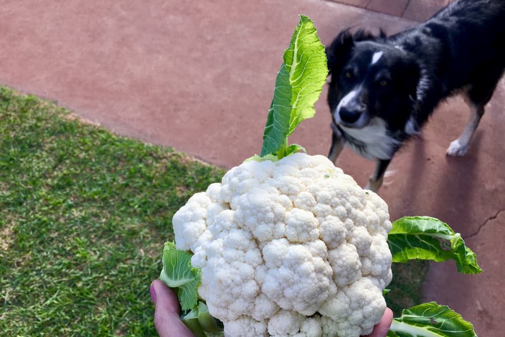 Cauliflower with dog in background