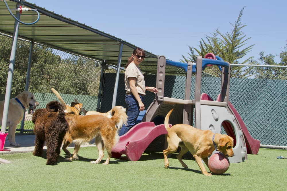 Dogs playing at boarding facility