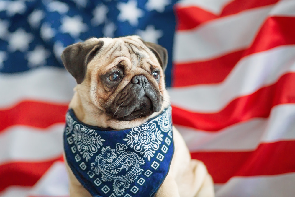 Pug with American flag