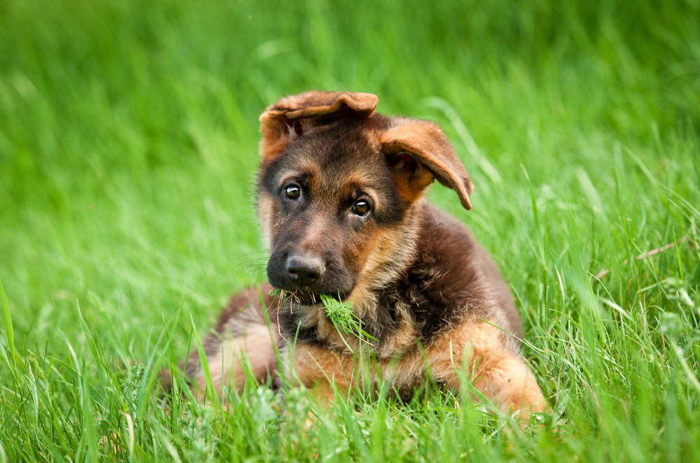 German Shepherd puppy in grass