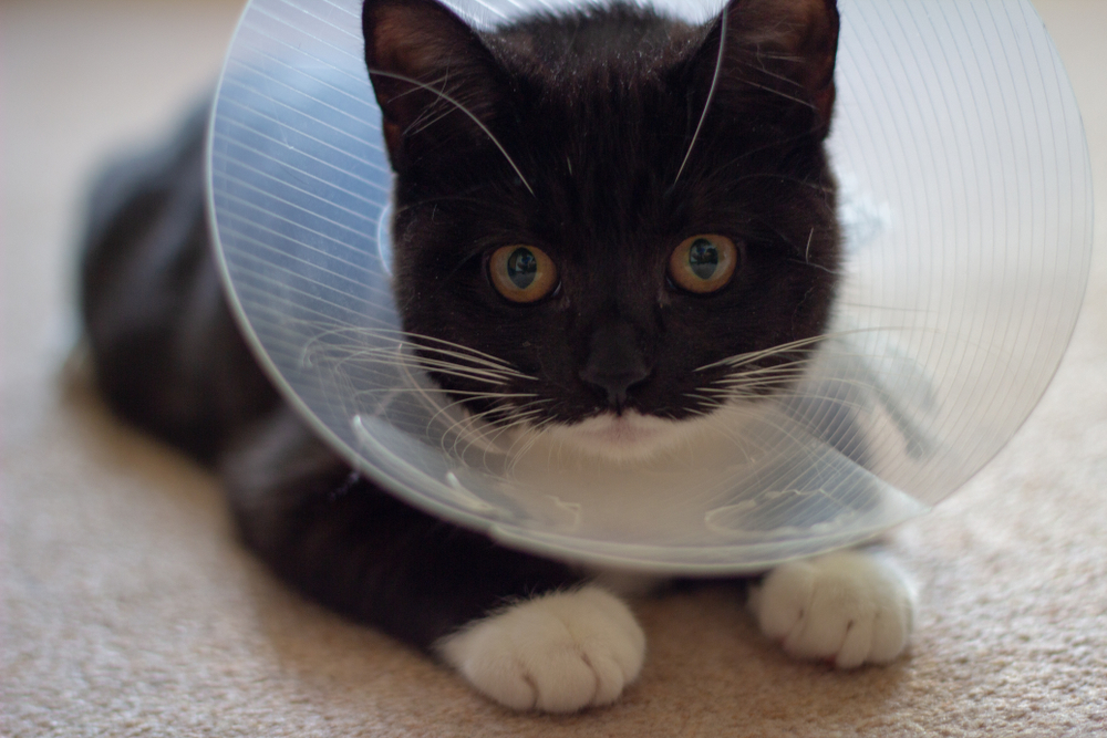 Pet Insurance for Cats: 8 Best Plans to Consider