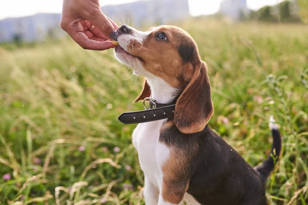 4 Best Probiotics for Dogs According to Vets
