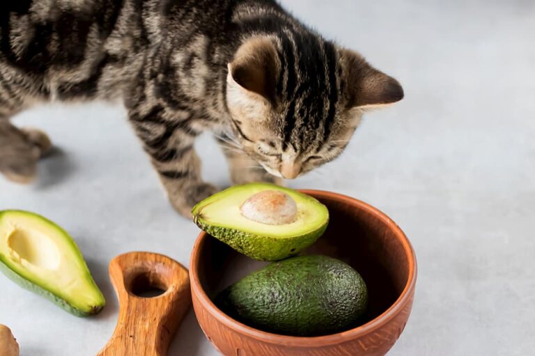 Kitten sniffing half an avocado
