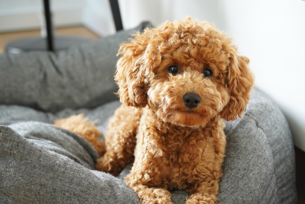 Fluffy teddy bear Poodle in dog bed