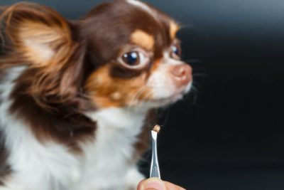 How to Remove a Tick from a Dog