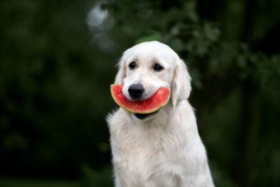 Can Dogs Have Watermelon?