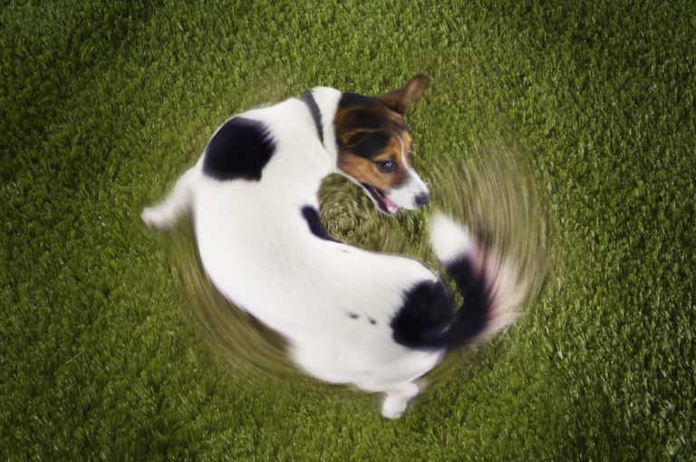 Jack Russell chasing his tail