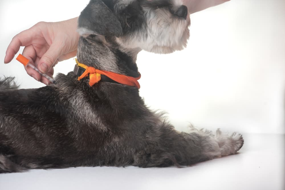 Dog receiving an injection in back of body