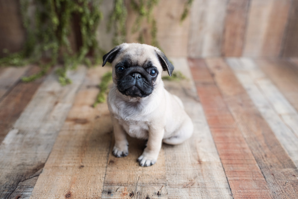 Picture of pug puppy