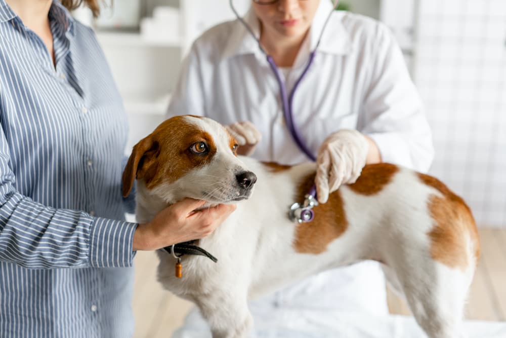 How to Handle a Pet Emergency