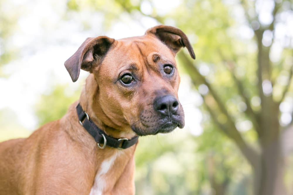 Adult boxer dog with head tilted