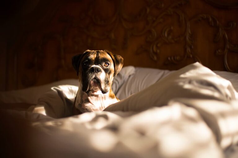 Boxer lying in bed