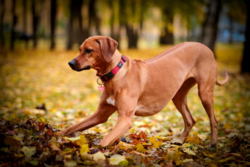 Dog in autumnal woods playing