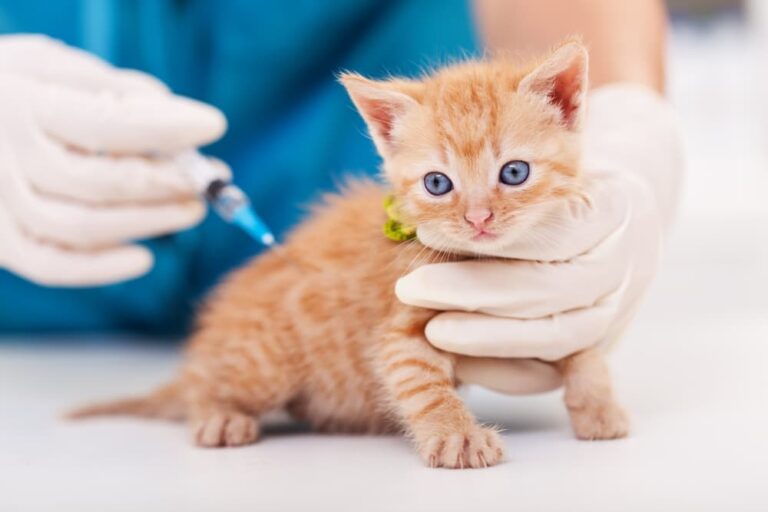 Kitten getting vaccination