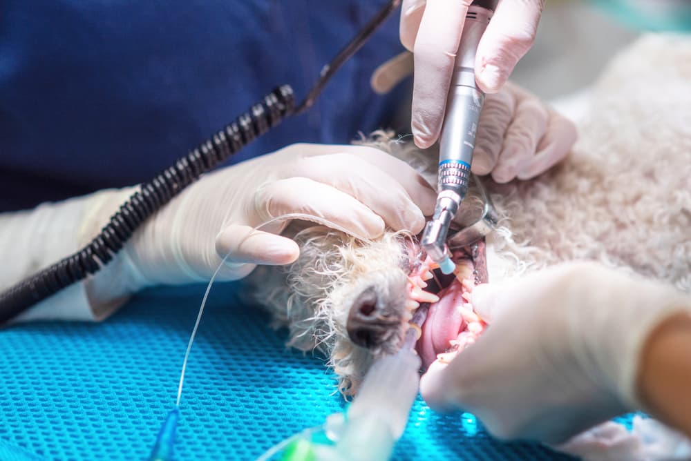 Dentist surgeon veterinarian with an assistant cleans and treats the dog's teeth under anesthesia