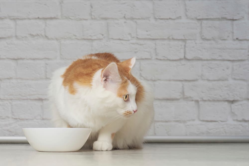 Tabby cat sitting beside food bowl