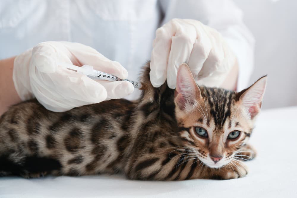 Insulin for Cats