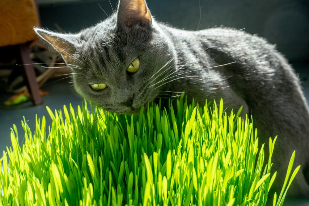 Adult cat eating wheatgrass