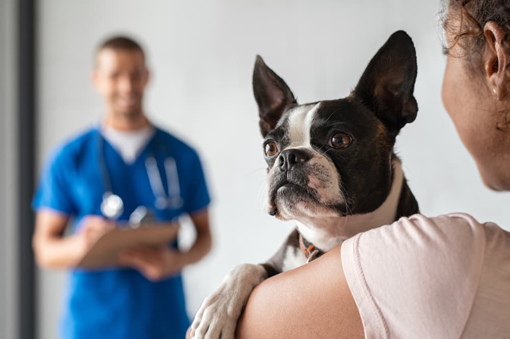 Treating a dog with gastroenteritis