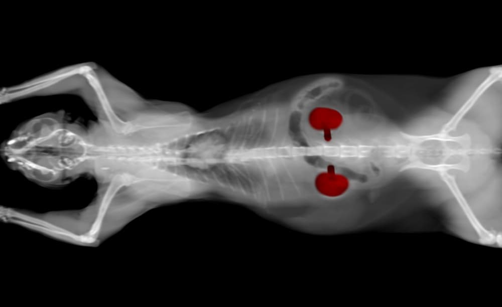 Cat X-ray with kidneys highlighted in red