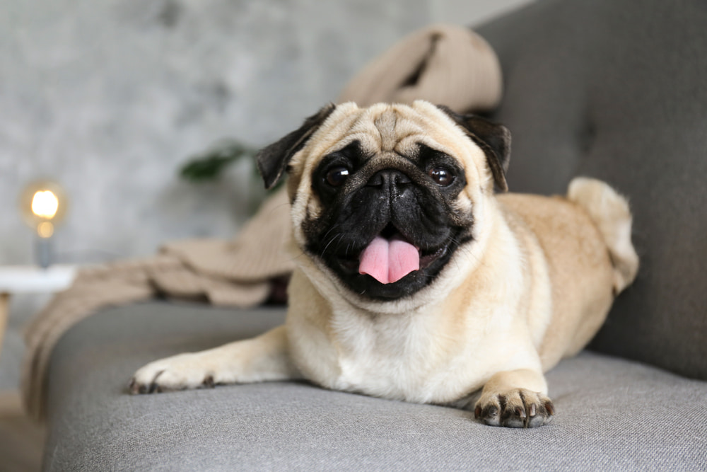 Goofy pug with tongue out