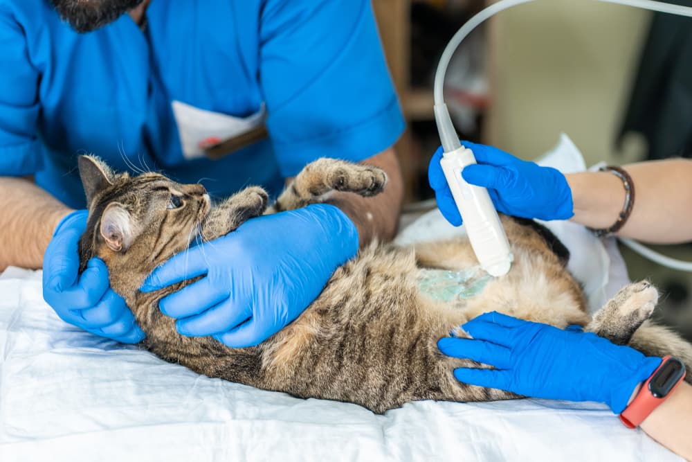 Cat at the vet receiving an ultrasound