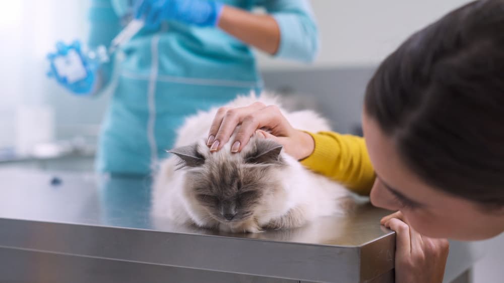 Owner comforts cat on exam table
