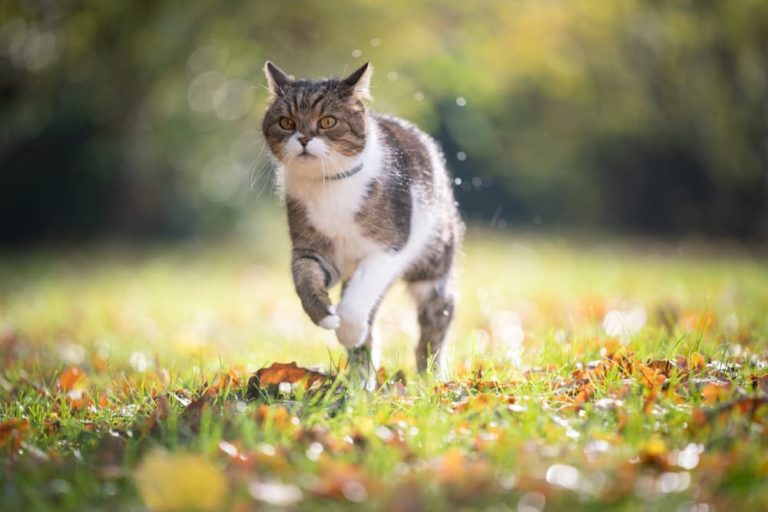 cat running outside