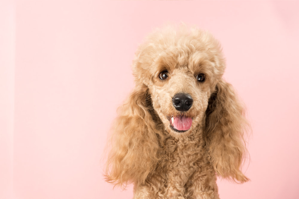 Cute brown Poodle on pink background