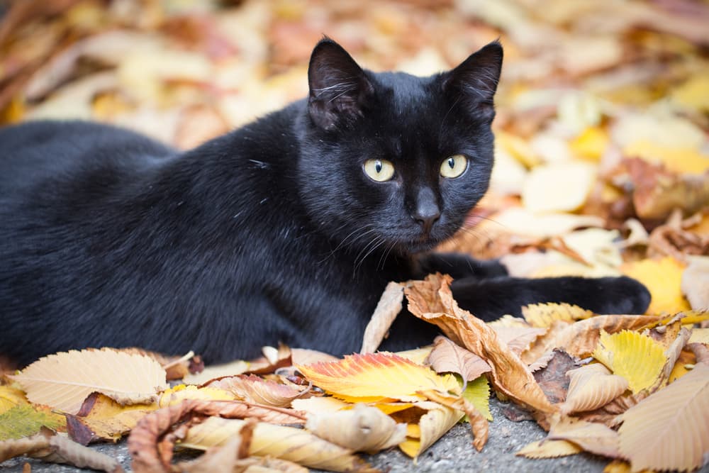 Black cat laying in a pile of leaves outside