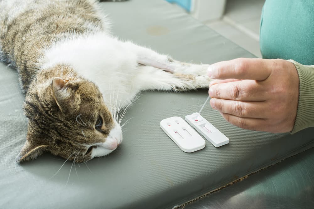 Cat having a blood test at the vet