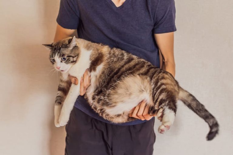 Cat owner holding overweight cat