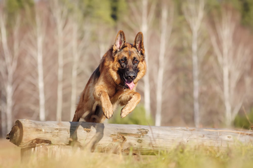 German Shepherd dog running in the woods