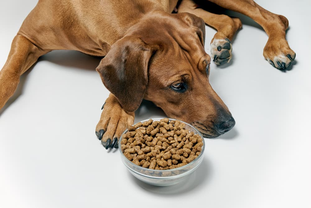 4 Reasons Your Dog is a Picky Eater (and How to Help)