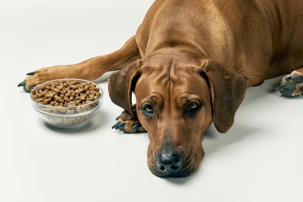Dog lying on floor next to food bowl