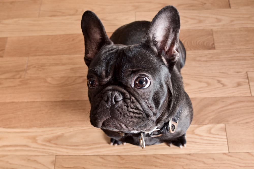 Bulldog sitting on hardwood floor looking sad