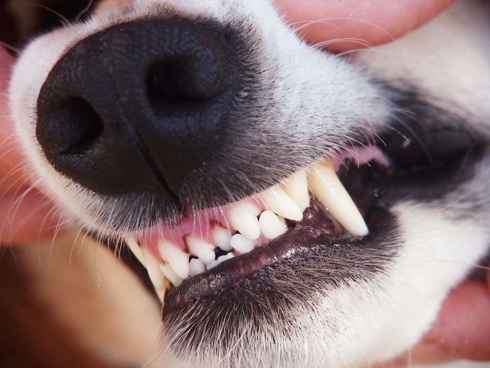 Observing dog teeth