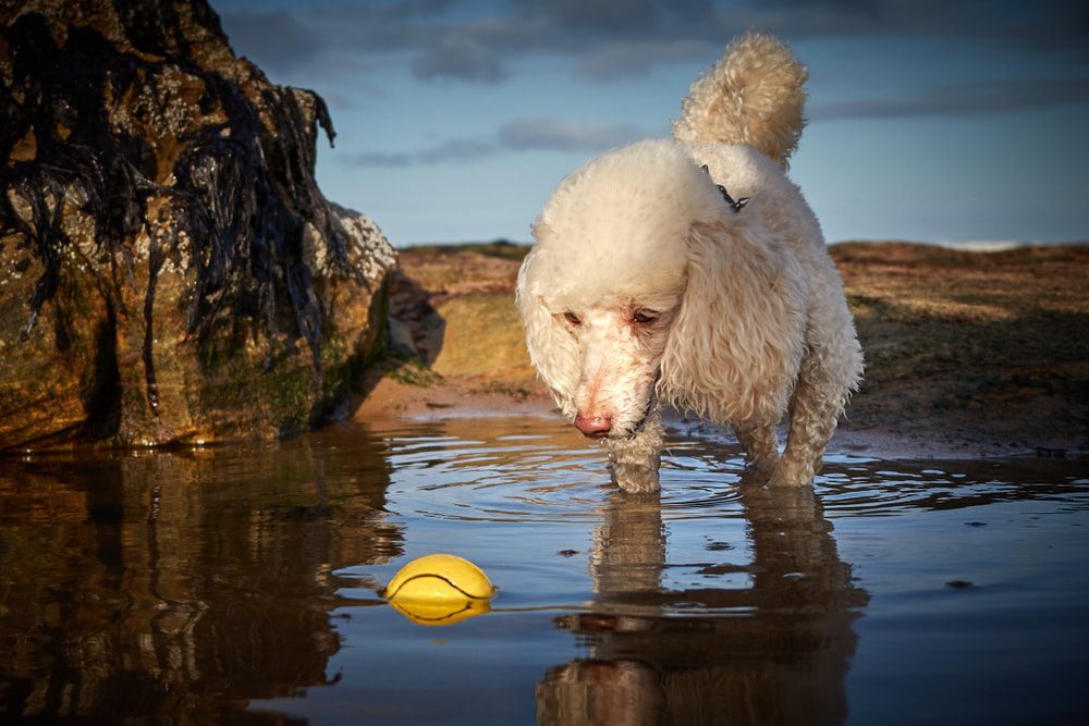 Poodle on beach chasing ball