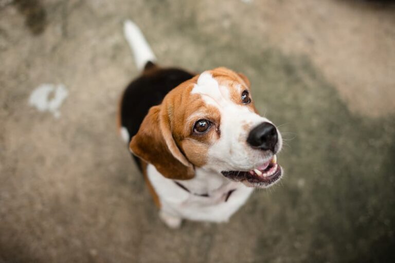 Beagle dog looking up