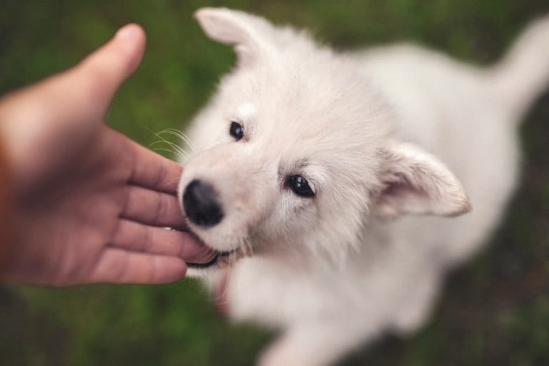 Cute puppy biting hand