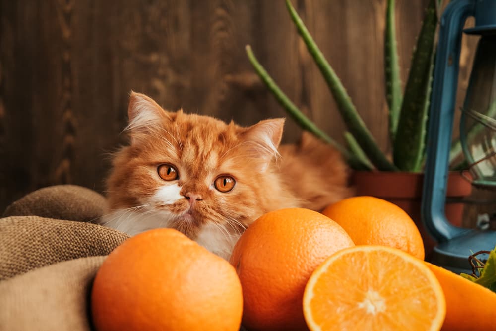 orange cat with oranges