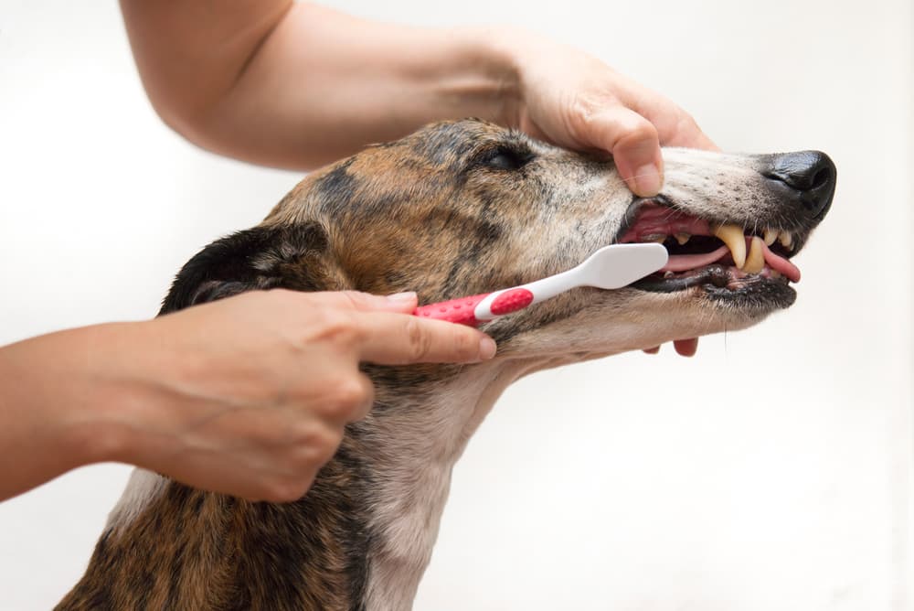 Woman brushing Greyhound teeth