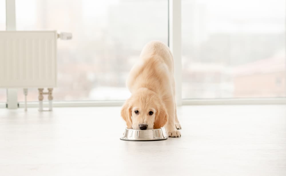 Puppy eating out of bowl