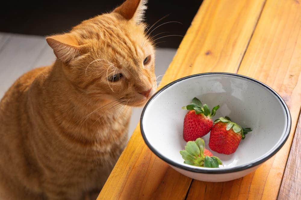 Can Cats Eat Strawberries?
